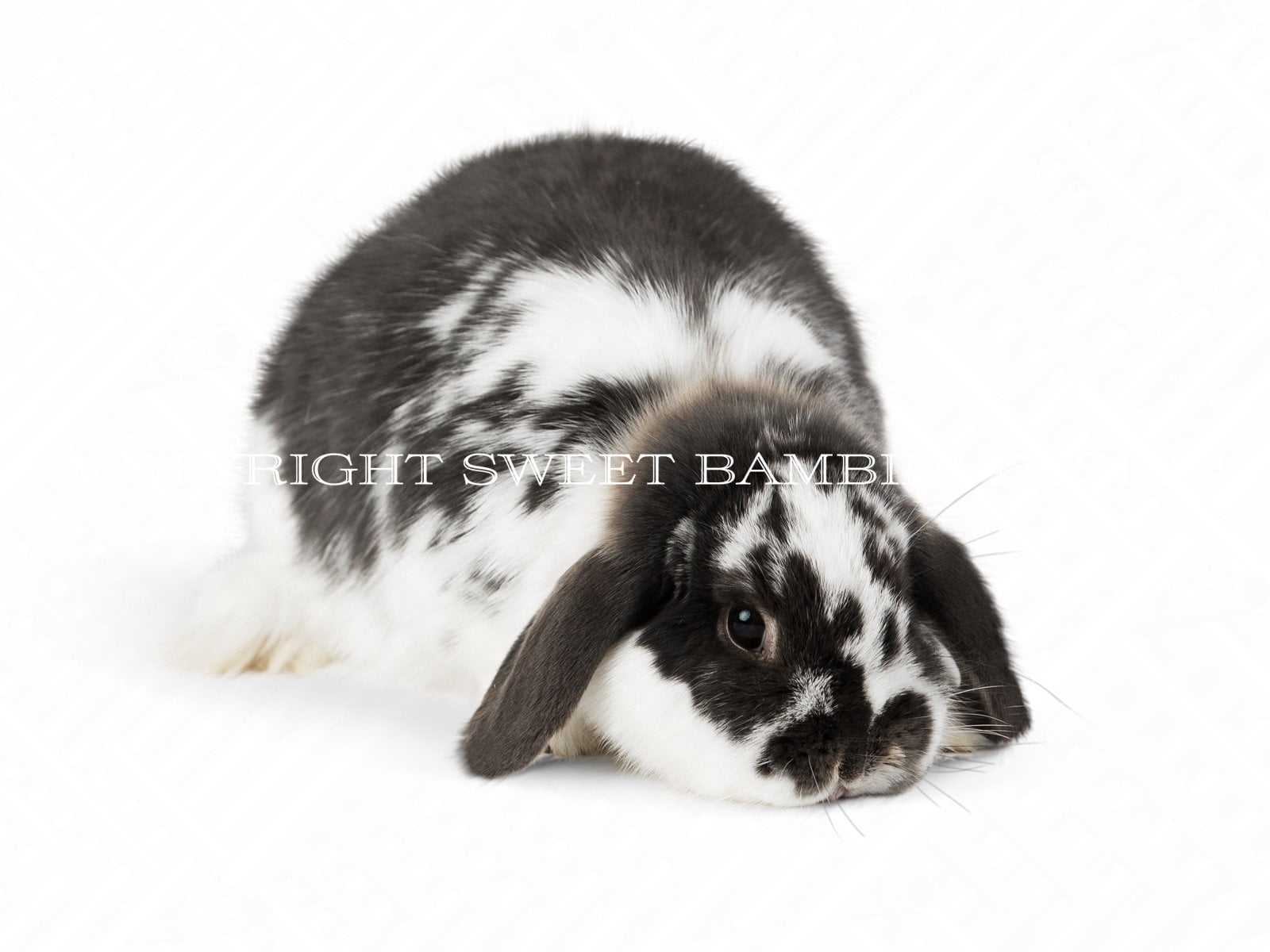 Cute black hotsell and white bunnies
