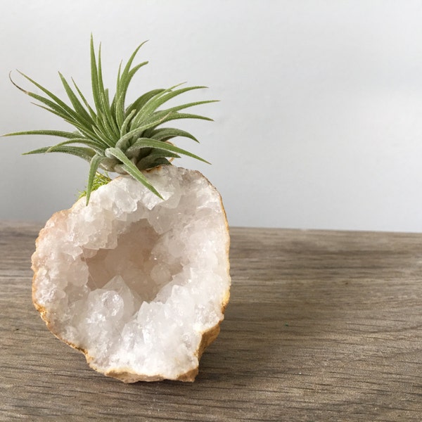 Crystal Geode with air plant (Tillandsia), Desk Accessory, man gift, coworker gift, family gift, baby gift,  geode gift, grateful gift, cute