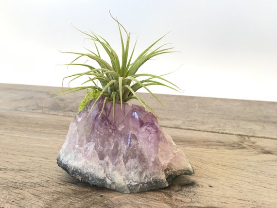 Amethyst With Air Plant Desk Accessories Desk Decor Etsy