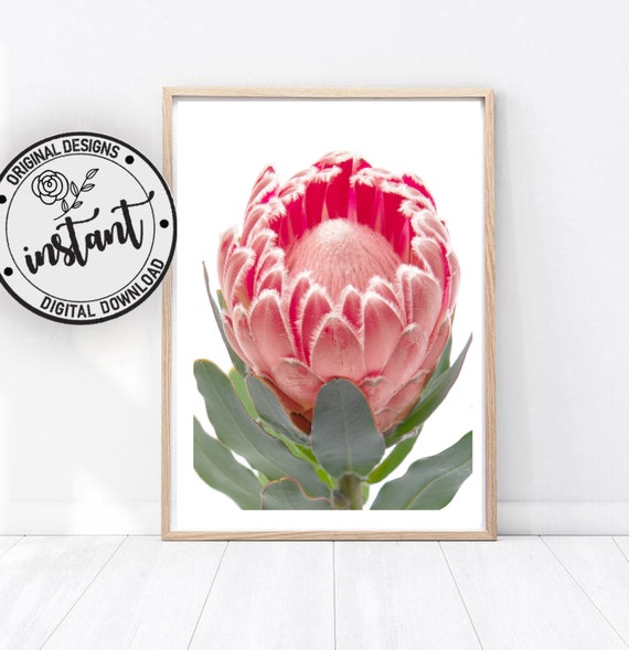 Australian Art Botanical Print Set 2 Piece Wall Art Flower Photography