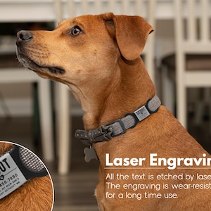 May include: A brown dog wearing a gray dog collar with a personalized engraved tag that reads "SCOUT 123.456.7890 CALL MY MOM SHE'S LOST WITHOUT ME". The text on the tag is laser engraved. The image includes the text "Laser Engraving All the text is etched by laser. The engraving is wear-resistant for a long time use."