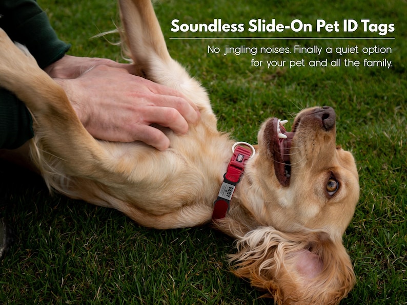 May include: A golden retriever dog lying on its back on green grass, being petted by a person. The dog is wearing a red collar with a silver slide-on pet ID tag that says "Sassy". The text "Soundless Slide-On Pet ID Tags" is above the dog. The text "No jingling noises. Finally a quiet option for your pet and all the family." is below the dog.