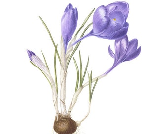 Crocus vernus original botanical illustartion, crocus painting, flower painting, botanical art, artwork, aquarelle, flower illustaration art