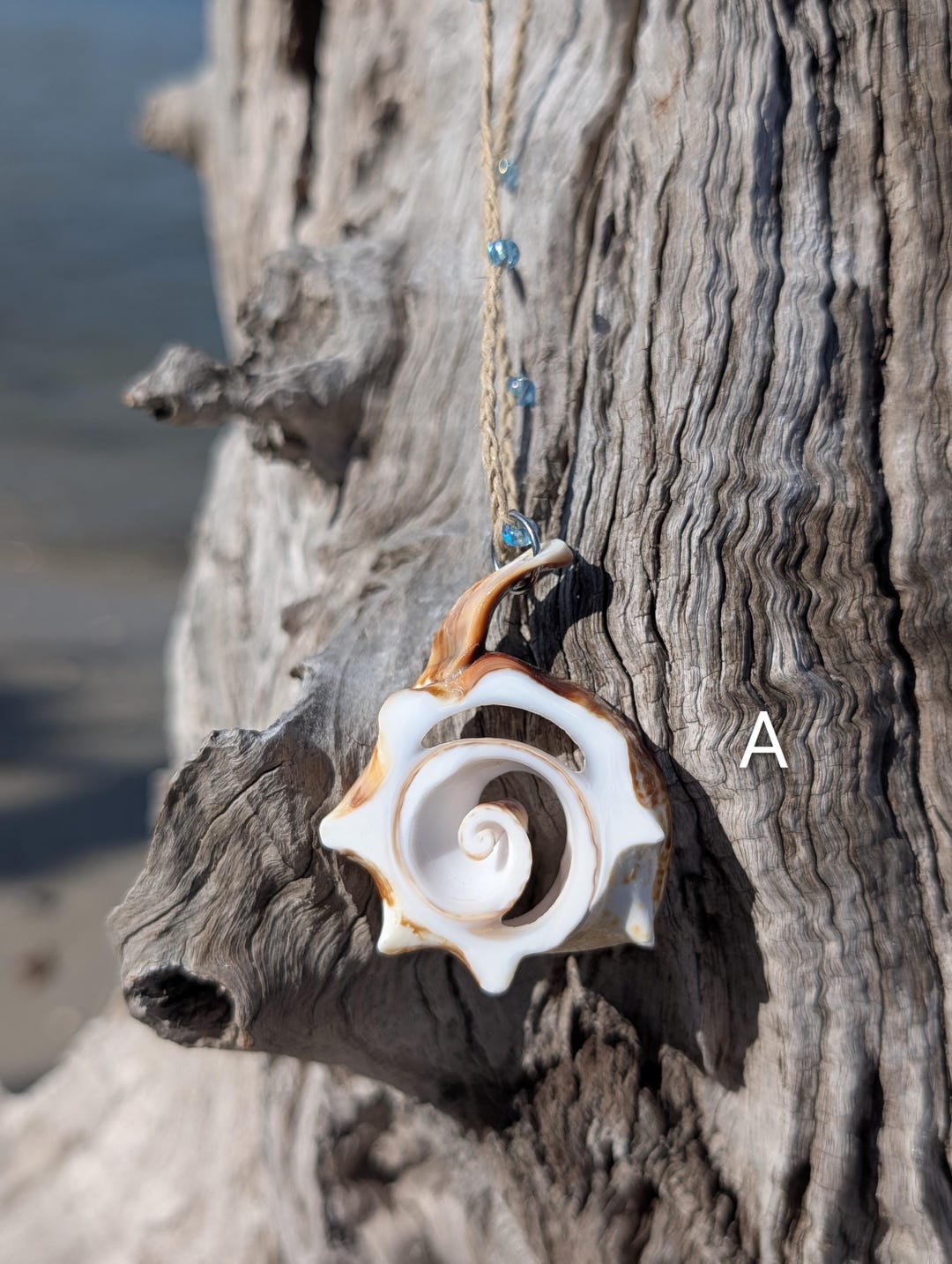 Sliced, Polished Florida Conch Shell Necklace - Etsy