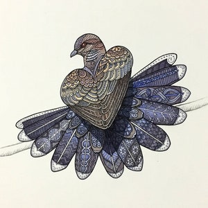 Turtle Dove Painting