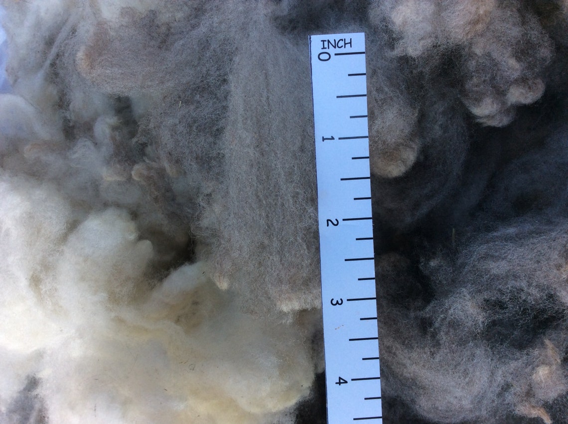 Washed scoured Wool 4oz of Clean Fleece. Ready for Your Next Step Etsy