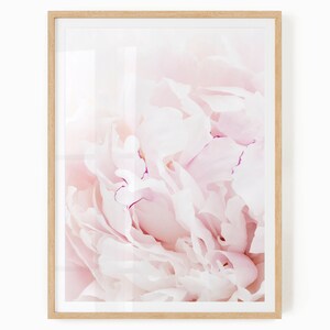 Pu&ograve; includere: Un primo piano di un fiore di peonia rosa tenue con petali delicati. Il fiore &egrave; a fuoco, mentre lo sfondo &egrave; sfocato.