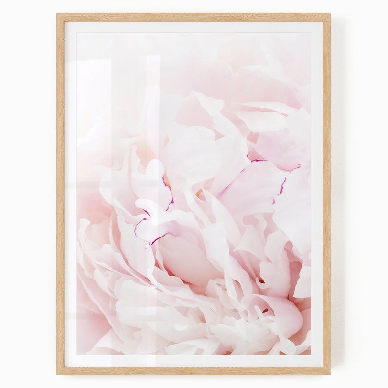 Pu&ograve; includere: Un primo piano di un fiore di peonia rosa tenue con petali delicati. Il fiore &egrave; a fuoco, mentre lo sfondo &egrave; sfocato.