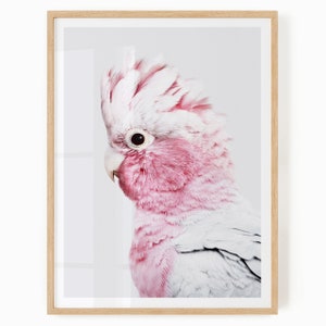 Pink Galah Print - Digital Download - Tropical Bird Printable - Galah Wall Art - Pink Cockatoo Art