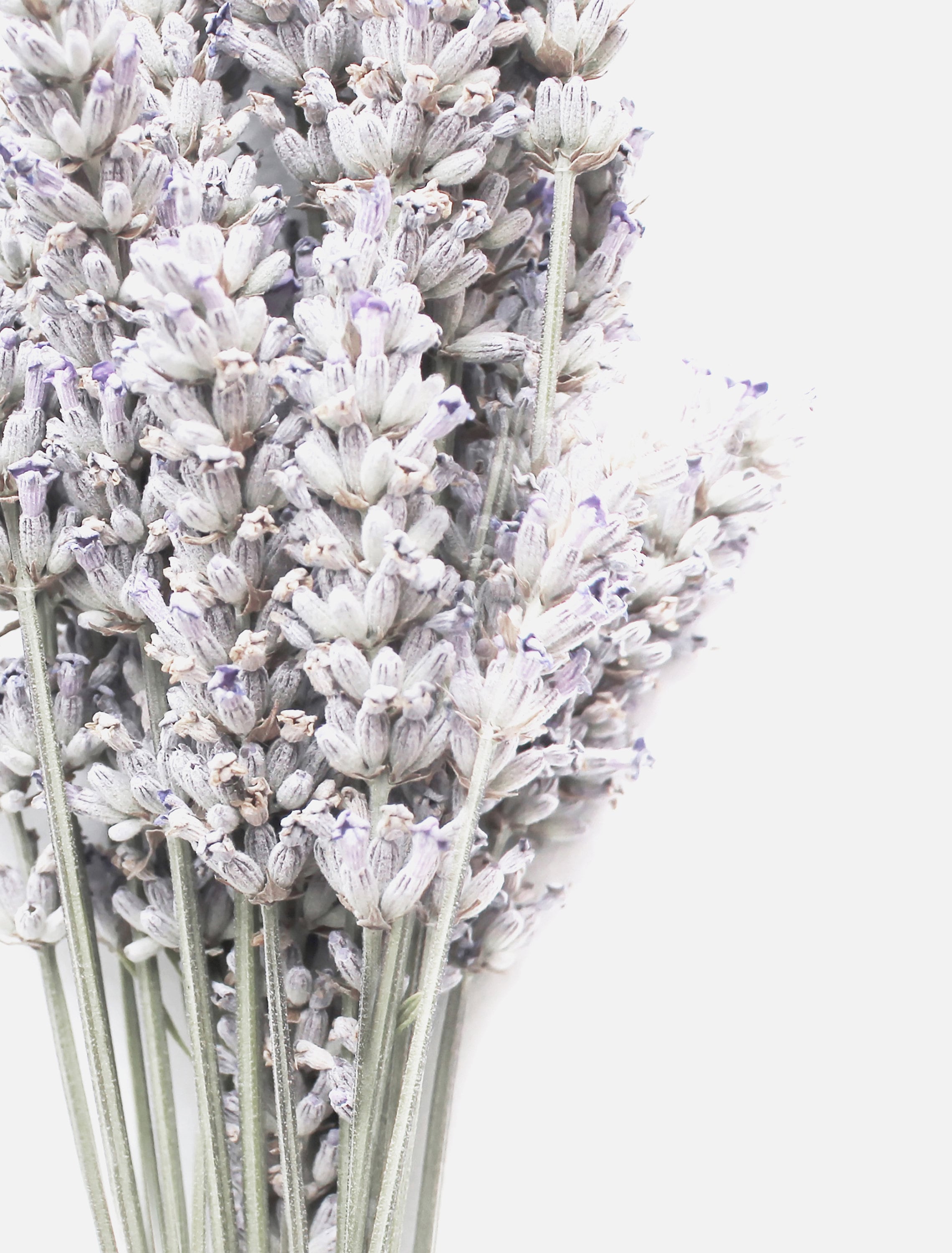 Farmhouse Herb Printables