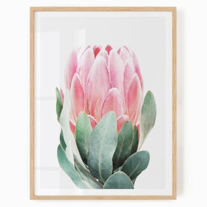 Protea Print Digital Download - Boho Flower Wall Art - Spring Art Print - Coastal Flower Art - Boho Floral Decor