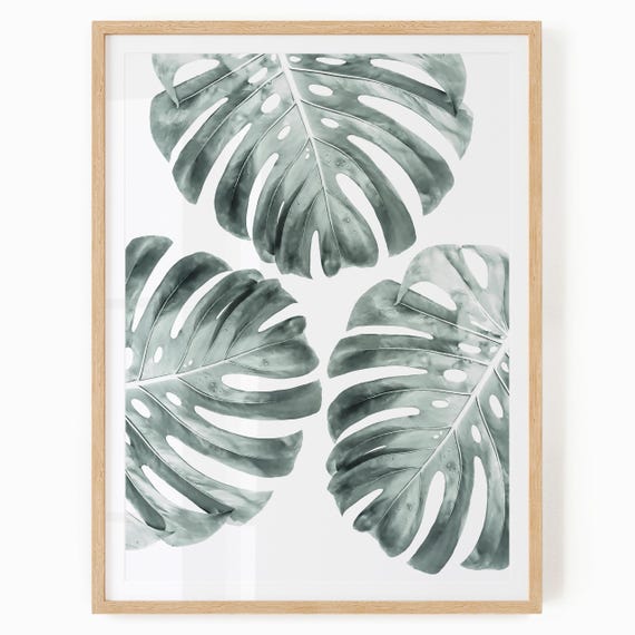 monsteras near me Monstera deliciosa  The Victorian Atlanta