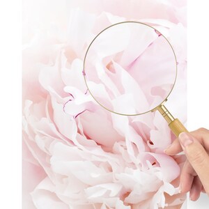 Pu&ograve; includere: Primo piano di un fiore di peonia morbido rosa pallido con una lente d'ingrandimento sul centro del fiore.