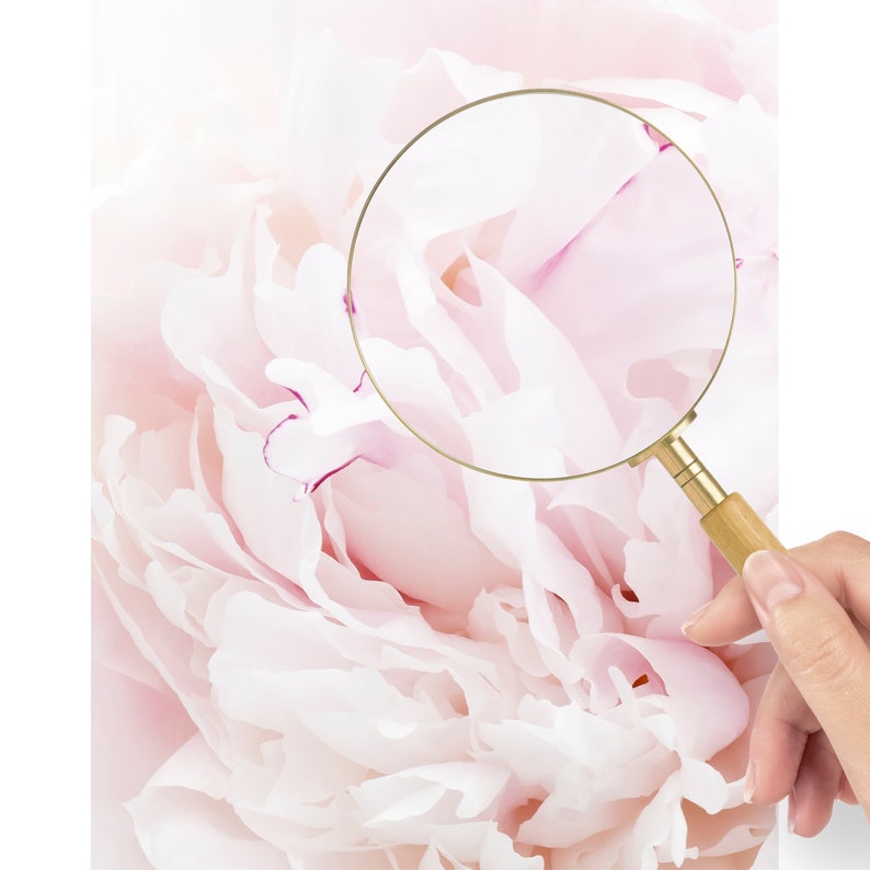 Pu&ograve; includere: Primo piano di un fiore di peonia morbido rosa pallido con una lente d'ingrandimento sul centro del fiore.