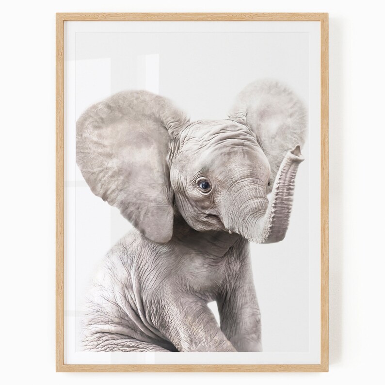 May include: A close-up of a baby elephant with large ears and a trunk raised in the air. The elephant is sitting on a white background.