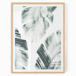 May include: A framed print featuring large, stylized banana leaves in shades of gray and white. The leaves have prominent veining and are set against a white background. The frame is made of light-colored wood.