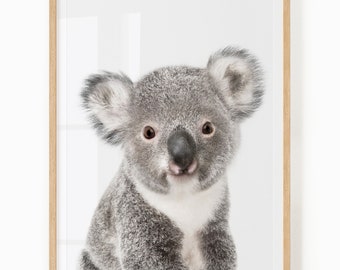 May include: A close-up of a gray and white koala bear with big, round ears. The koala is looking directly at the camera with a curious expression.