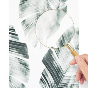 May include: A magnifying glass with a wooden handle and gold-colored frame is held over a white background with large, stylized green and white banana leaves. The leaves have prominent veining and a watercolor effect.