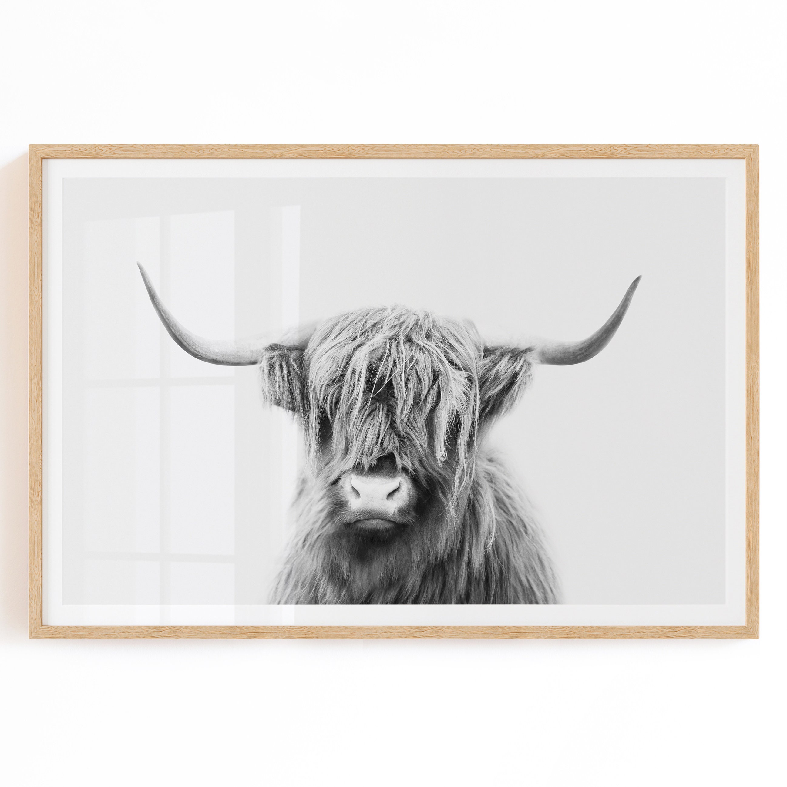 black and white highland cow art