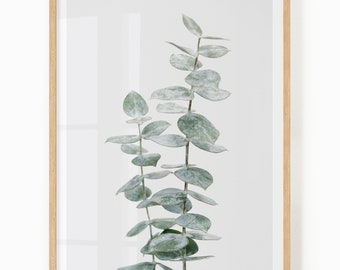 May include: A framed print of a botanical illustration featuring a sprig of eucalyptus leaves with a white background.