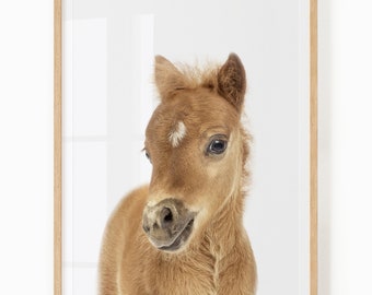 Pony Printable Wall Art - Baby Animal Picture for Nursery and Kids - Foal Print - Horse Nursery Decor - Baby Horse Art