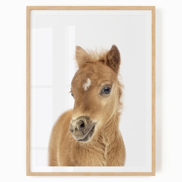 Pony Printable Wall Art - Baby Animal Picture for Nursery and Kids - Foal Print - Horse Nursery Decor - Baby Horse Art