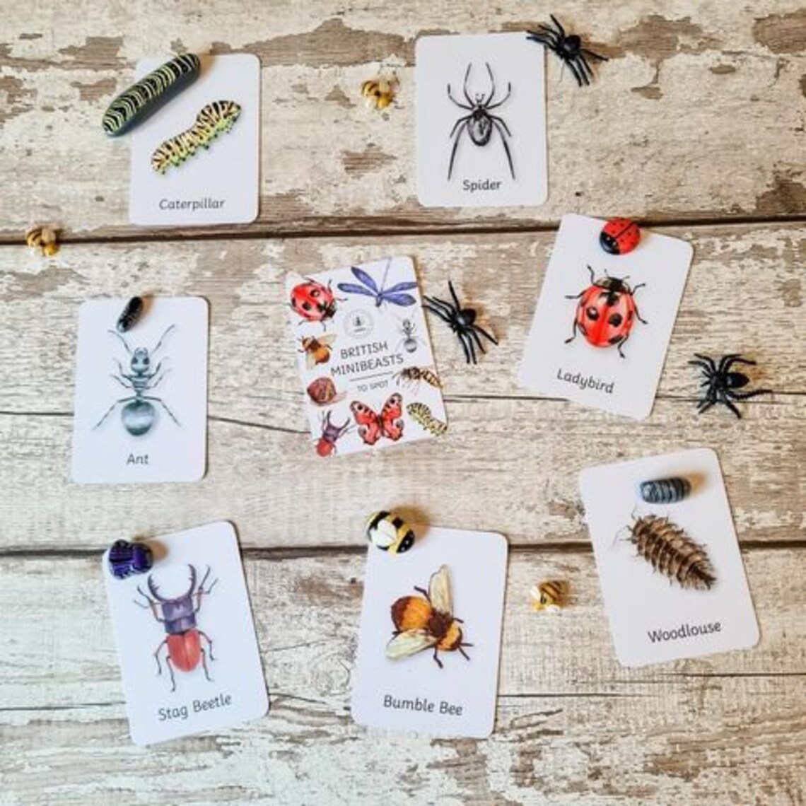 Minibeast Flashcards Flash Cards Educational Learning Etsy UK