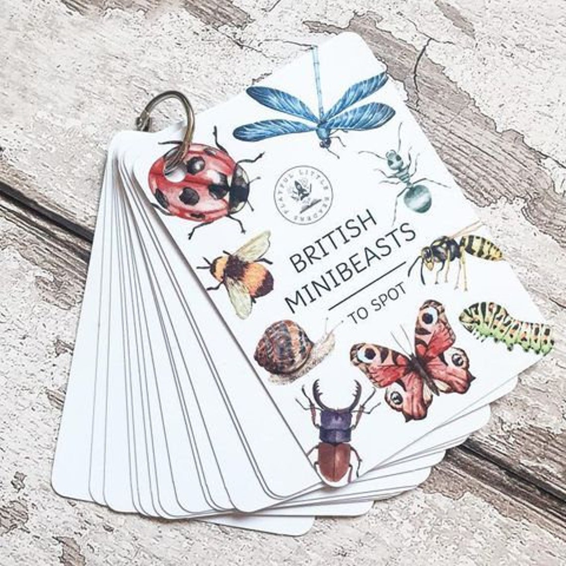 Minibeast Flashcards Flash Cards Educational Learning Etsy