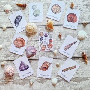 Shell Printing Eyfs Shells Flashcards Educational Learning Resources EYFS - Etsy