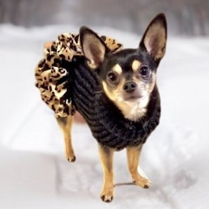 Dog sweater, cute dog sweater, hand knitted, chihuahua, small dog sweater, warm pet sweater,Christmas holiday dog sweater, girl dog sweater