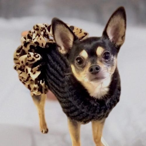 Dog sweater, cute dog sweater, hand knitted, chihuahua, small dog sweater,  Little Black Dress, Christmas holiday dog sweater, girl dog