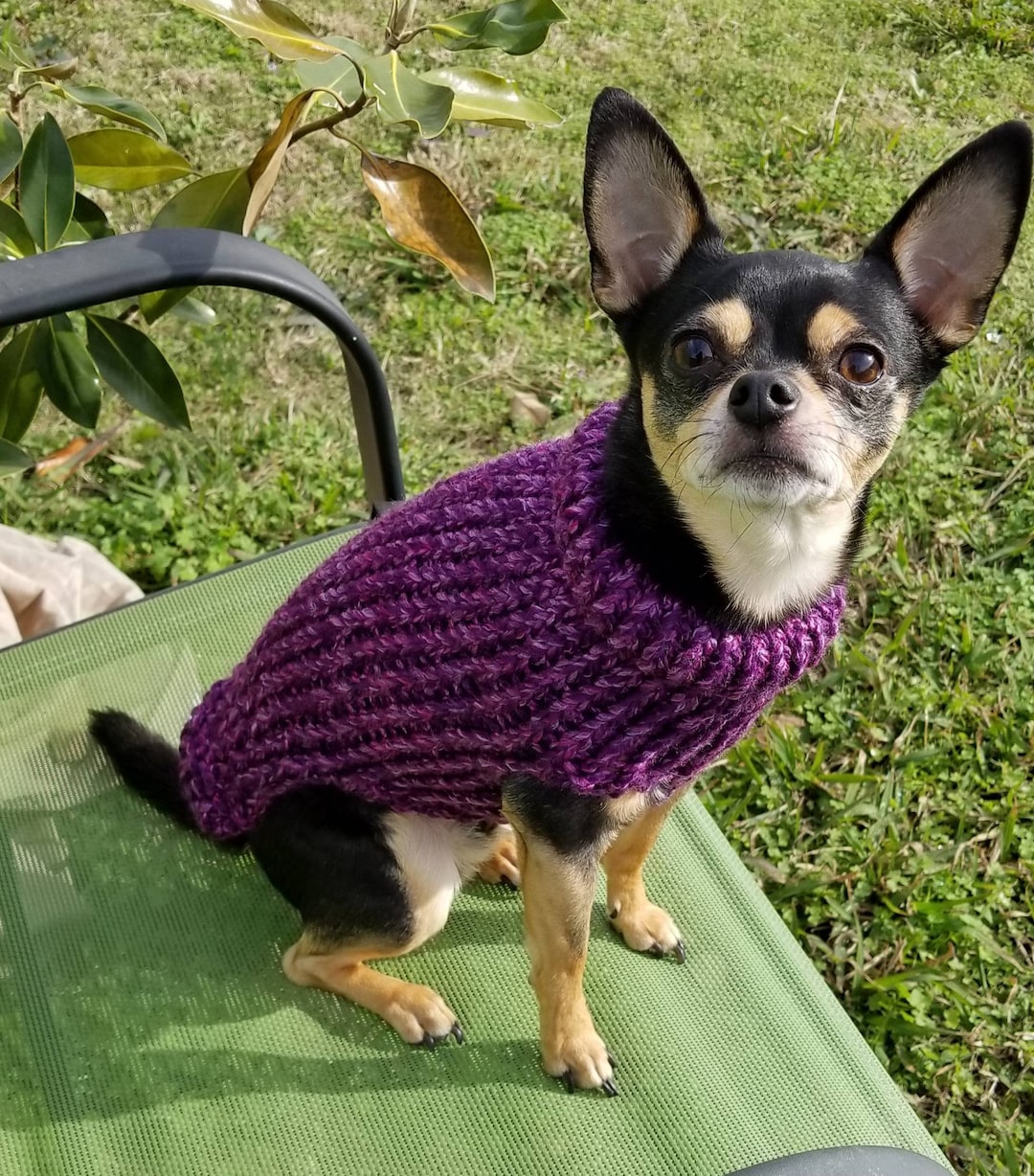 Dog Sweater, Cute Dog Sweater, Hand Knitted, Chihuahua, Yorkie, Puppy
