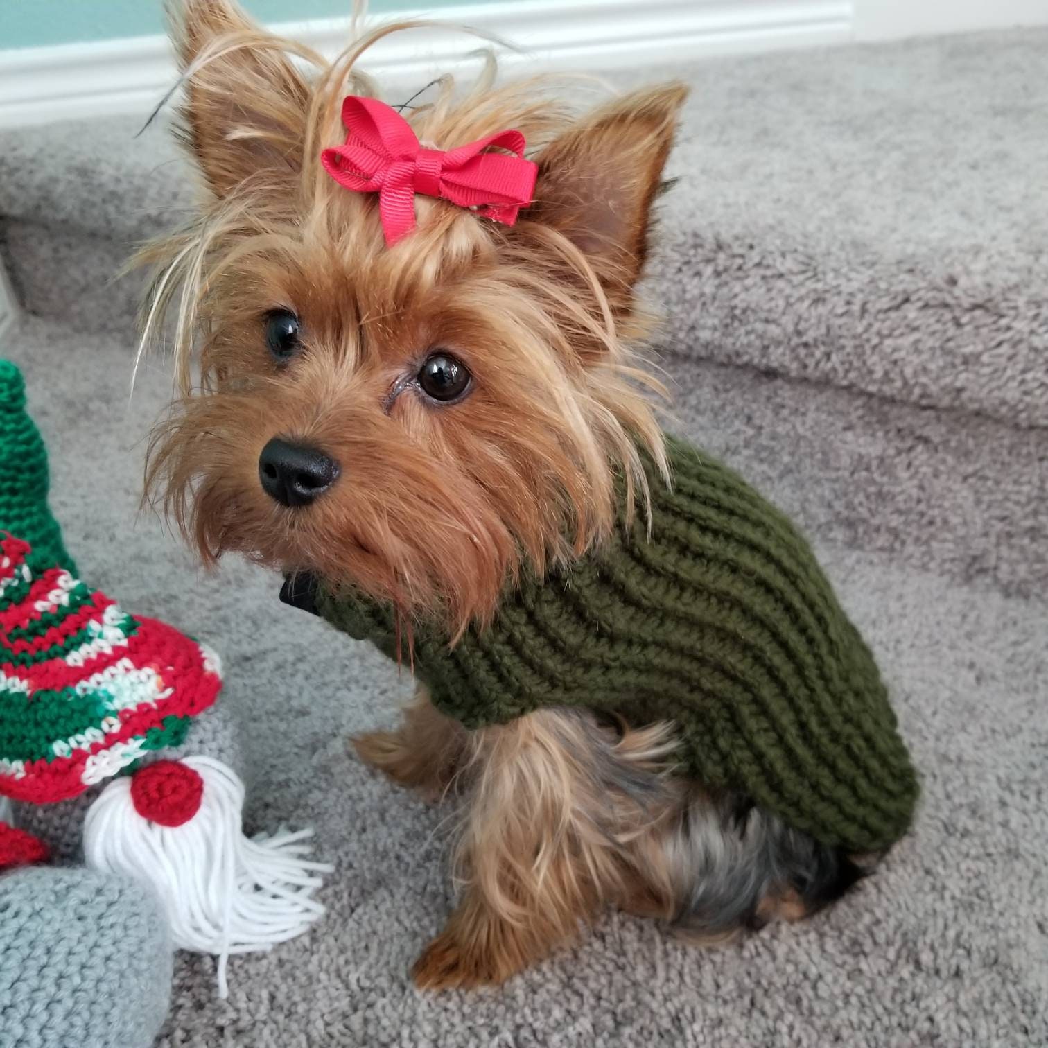 Yorkie dog sweaters discount