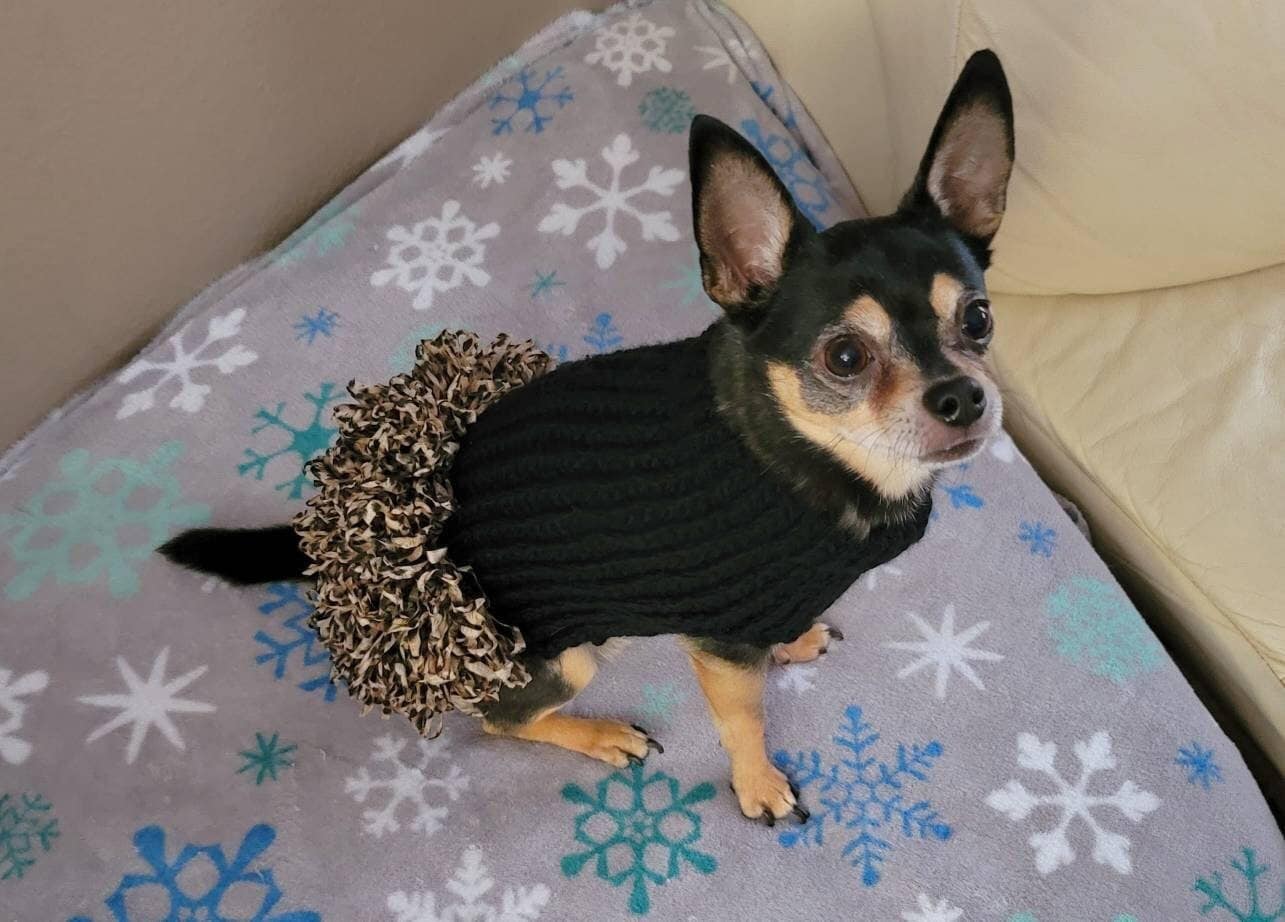 Do Chihuahuas Need To Wear Sweaters