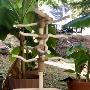 Hand-made Wood Parrot stand, Standard Two-foot Parrot Perch, All-natural Wood!  Conure, Cockatiel, Budgie