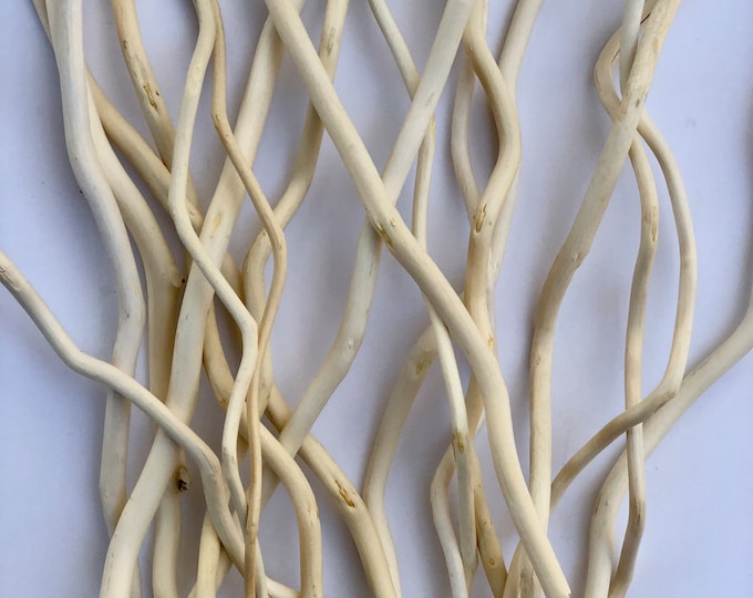 Curly Corkscrew Willow Wood, Bundle of 20