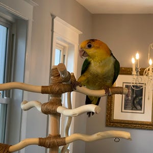 Custom Two ft. Bird Stand with DEEP BASE, All-Natural, Untreated Wood, Conure, Parakeet, Cockatiel