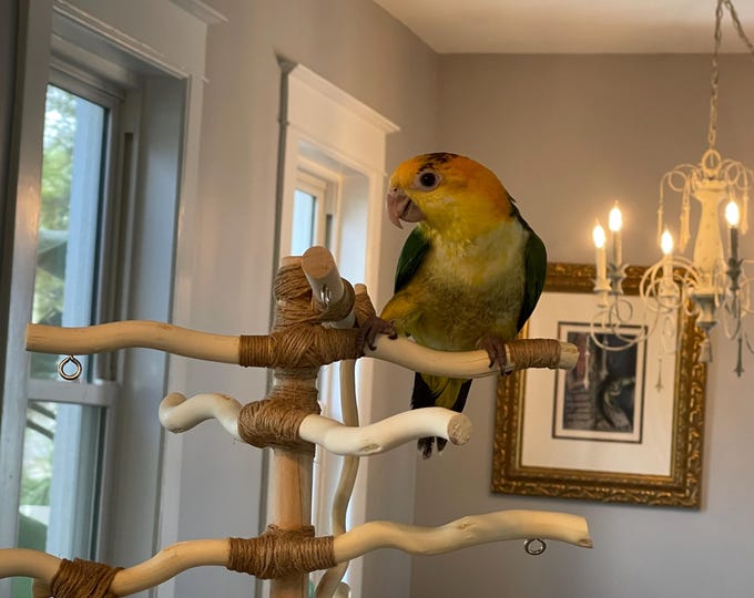 Custom Two ft. Bird Stand with DEEP BASE, All-Natural, Untreated Wood, Conure, Parakeet, Cockatiel