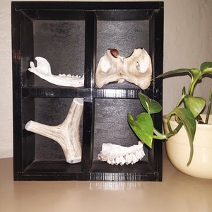 Oddities and Curiosities Shelf