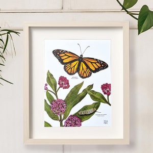 Monarch and Milkweed, Botanical Science Illustration and Insect Art Print, Butterfly Poster Print, Nature-themed Vintage Style Botanical Art