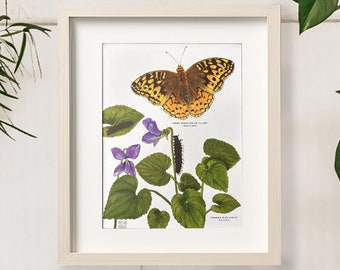 Great Spangled Fritillary and Common Blue Violet, Botanical Illustration Art Print, Butterfly Poster Print