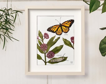 Monarch and Milkweed, Botanical Science Illustration and Insect Art Print, Butterfly Poster Print