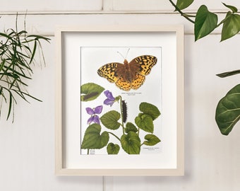 Great Spangled Fritillary and Common Blue Violet, Botanical Illustration Art Print, Butterfly Poster Print