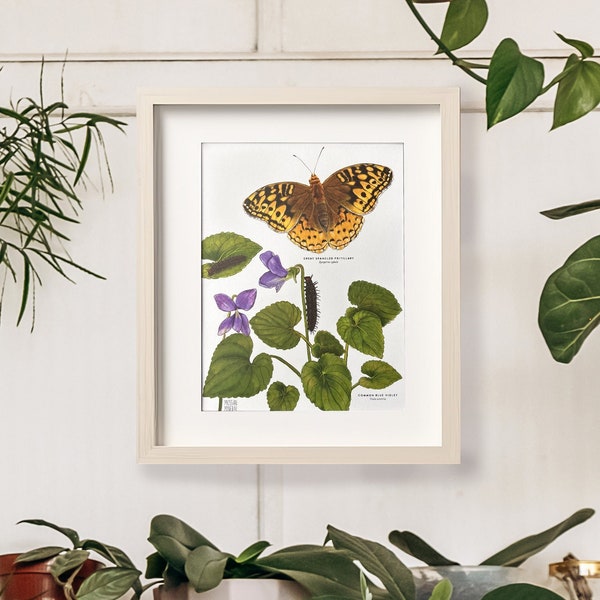 Great Spangled Fritillary and Common Blue Violet, Botanical Illustration Art Print, Butterfly Poster Print