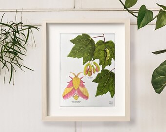 Rosy Maple Moth and Red Maple, Botanical Science Illustration and Insect Art Print