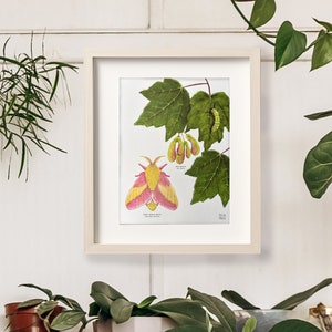 Rosy Maple Moth and Red Maple, Botanical Science Illustration and Insect Art Print