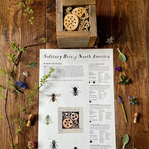 Solitary Bee Poster 11x17 Poster, Art Print, Educational, Save the Bees, Bee Identification, Homeschool, Classroom, Nature Study, Guide image 4