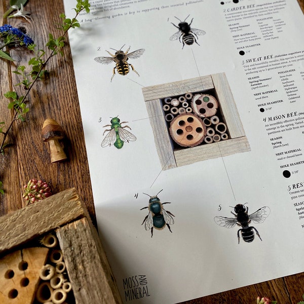 Solitary Bee Poster – 11x17 & A3 sizes, Digital Download, Educational, Pollinators, Native Bee, Bee Identification, Homeschool
