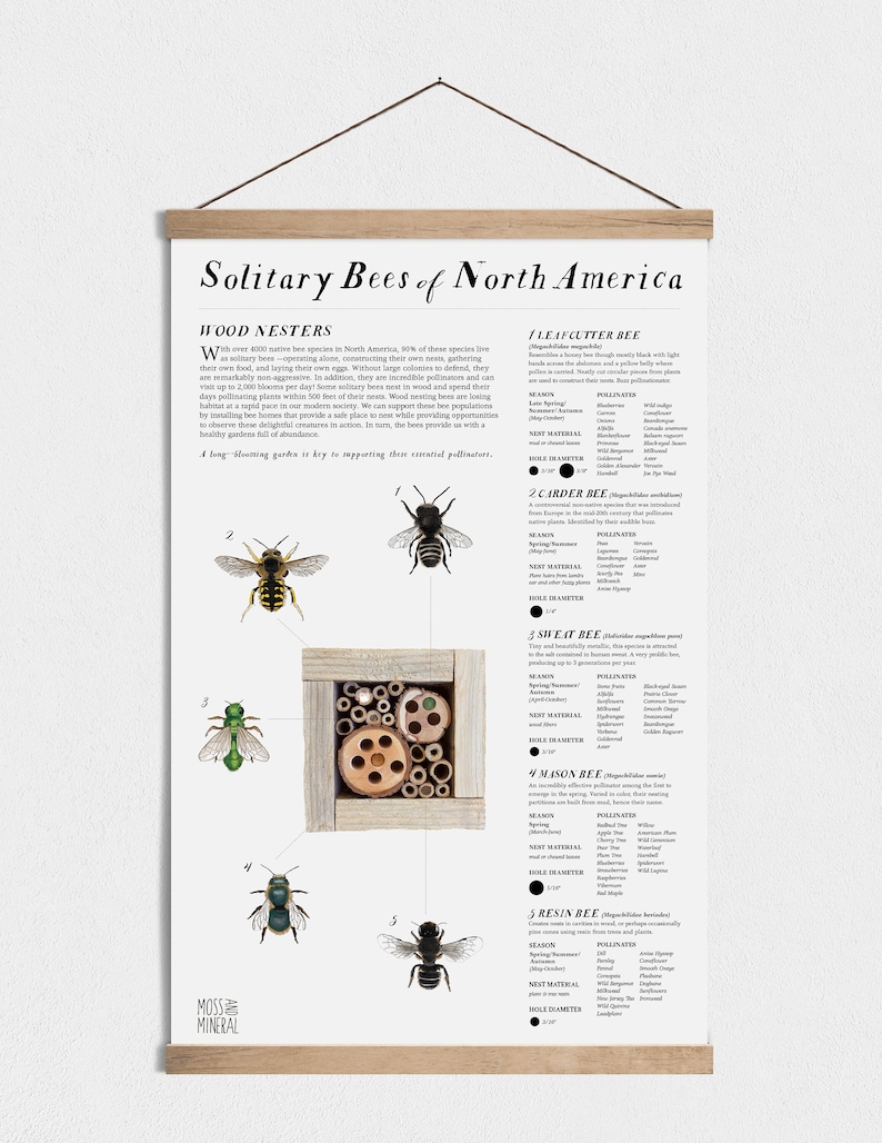 Solitary Bee Poster 11x17 Poster, Art Print, Educational, Save the Bees, Bee Identification, Homeschool, Classroom, Nature Study, Guide image 1