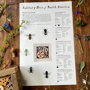 Solitary Bee Poster 11x17 Poster, Art Print, Educational, Save the Bees, Bee Identification, Homeschool, Classroom, Nature Study, Guide image 7